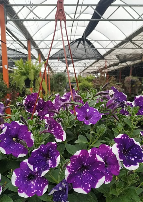 Floriculturas de Cristal - Porto Alegre