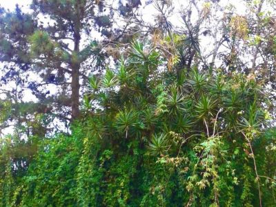 Terreno à venda com 594m² no bairro Tristeza, Zona Sul de Porto Alegre